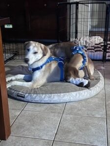 Yellow Labrador Retriever Mix