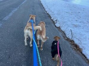Yellow Labrador Retriever Mix