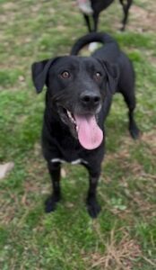 Labrador Mix