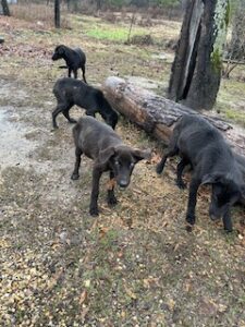 Labrador/GS Mix