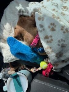 Yellow Labrador Retriever Mix