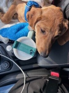 Yellow Labrador Retriever Mix