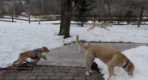 Yellow Labrador Retriever Mix