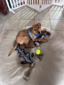 Yellow Labrador Retriever Mix