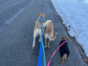 Yellow Labrador Retriever Mix