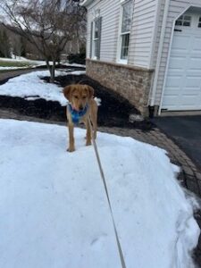 Yellow Labrador Retriever Mix