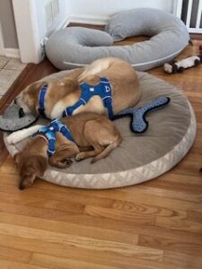 Yellow Labrador Retriever Mix