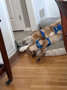 Yellow Labrador Retriever Mix