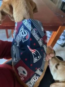 Yellow Labrador Retriever Mix