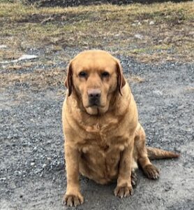 Yellow Labrador Retriever