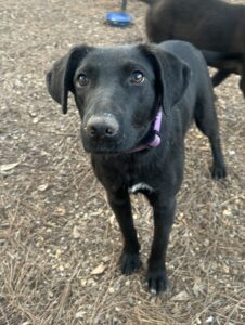 Labrador/German Shepherd Mix
