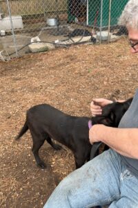 Labrador/German Shepherd Mix