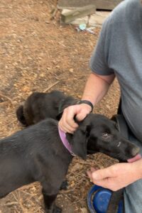 Labrador/German Shepherd Mix