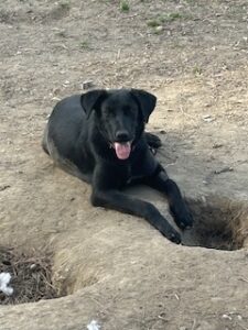 Labrador/GS mix