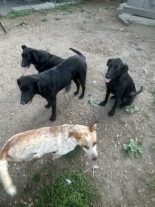 Labrador/GS Mix