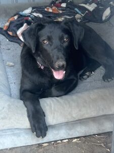 Labrador/German Shepherd Mix
