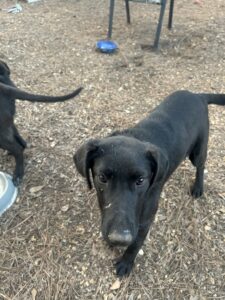 Labrador/German Shepherd Mix