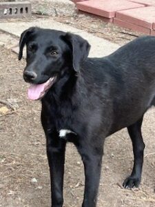Labrador/GS Mix