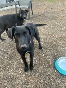 Labrador/German Shepherd Mix
