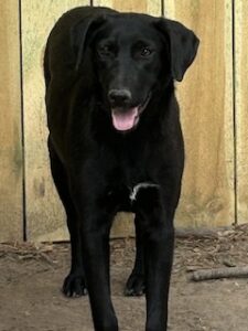 Labrador/GS Mix