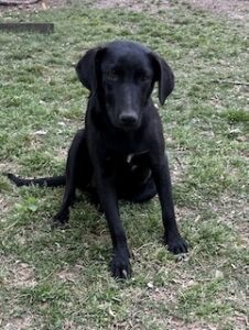 Labrador/GS Mix