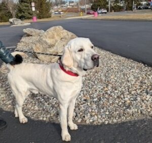 Yellow Labrador Retriever Mix