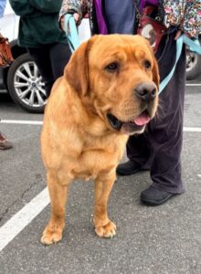 Yellow Labrador Retriever