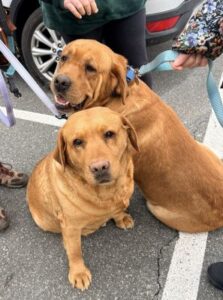 Yellow Labrador Retriever