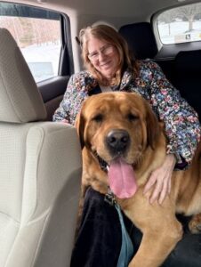 Yellow Labrador Retriever