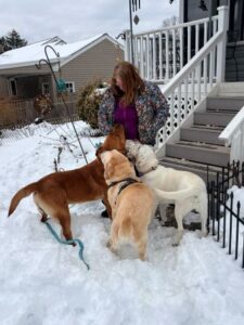 Yellow Labrador Retriever