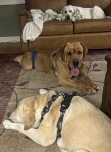 Yellow Labrador Retriever