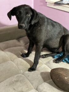 Labrador/GS mix