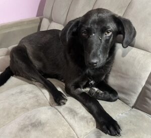 Labrador/GS Mix