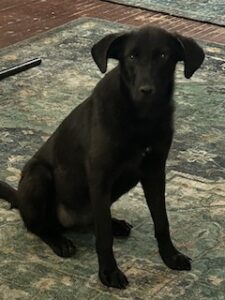 Labrador/GS Mix