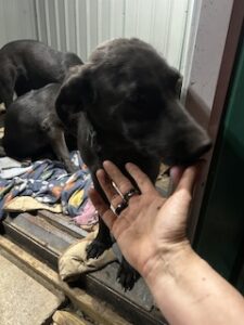 Labrador/German Shepherd Mix