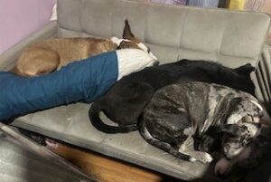 Labrador/GS Mix