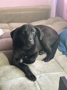Labrador/GS Mix