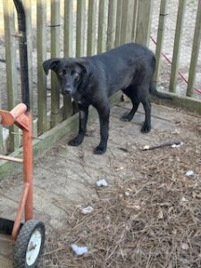 Labrador/GS Mix