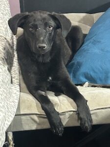 Labrador/GS Mix
