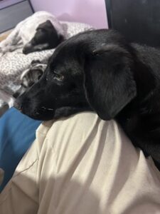 Labrador/GS Mix