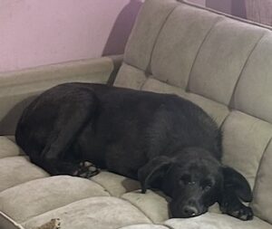 Labrador/GS Mix