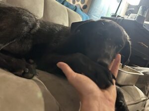Labrador/GS Mix