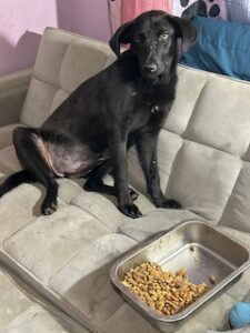Labrador/GS Mix