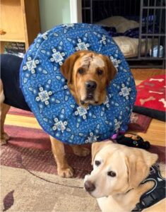 Yellow Labrador Retriever