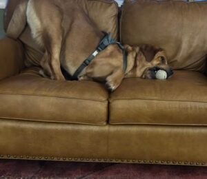 Yellow Labrador Retriever