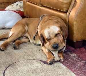 Yellow Labrador Retriever