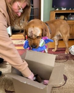 Yellow Labrador Retriever