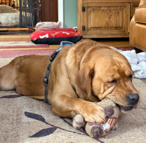 Yellow Labrador Retriever