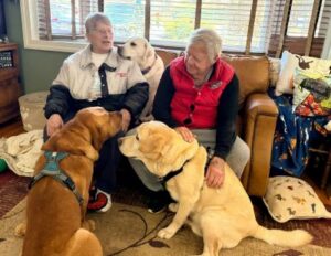 Yellow Labrador Retriever