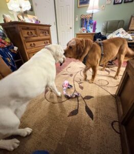 Yellow Labrador Retriever